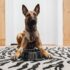 How to Make Your Pet Look Their Best in Photos – P.L.A.Y.