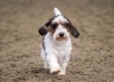 45 Dog Breeds That Start With B: Pictures, Facts & History