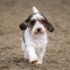 Can Dogs Eat Pineberries? Vet-Reviewed Facts & FAQ  – Dogster