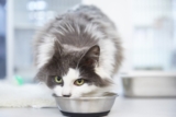 5 Foods High in Thiamine (Vitamin B1) for Cats: Vet Reviewed Advice