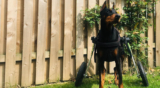 6 Mobility and Health Conditions Impacting the Doberman Pinscher