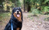 9 Dog Friendly Trails In Sedona To Visit Today: 2023 Update