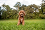 9 Mini Goldendoodle Pros & Cons: What to Know Before You Get One