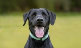 A Former Guide Dog That Loves Chasing Squirrels Finds A New ‘Ideal’ Job