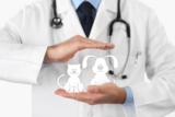 A Vet & Cat Approved Guide: Why Insurance Is A Necessity for Most Felines