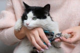 Alternatives to Declawing Cats: 10 Vet Approved Options To Consider