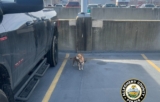 Another Dog Gets Abandoned At The Pittsburgh International Airport