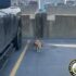 17 Amazing Video Games About Cats (with Trailers)