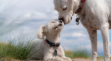 Aquatic Therapy for Dogs: Improving Mobility and Quality of Life