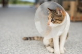 Benefits of Spaying or Neutering Your Cat: 4 Reasons to Do It