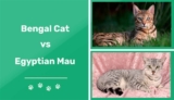 Bengal vs. Egyptian Mau: The Key Differences (With Pictures)