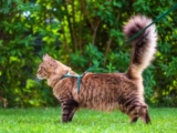 Can Cats Wear Harnesses All the Time? Tips to Keep Your Cat Safe