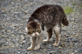 Can Feral Cats Be Friendly? Important Safety Tips