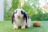 Can Rabbits Eat Chicken Feed? Vet-Reviewed Facts & FAQ