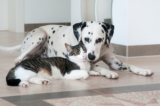 Can a Dog Get a Cat Pregnant? Vet Reviewed Explanation