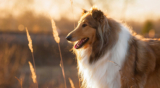 Caring for Your Collie and Understanding Their Health