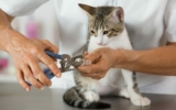 Cat Pedicures: What’s Involved? Vet-Approved Facts & Explanation