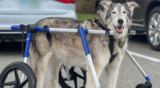 Degenerative Myelopathy and Dog Wheelchairs