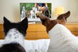 Do Dogs Watch TV and What Do They See? – Dogster