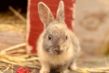 Do Rabbits Have a Good Sense of Smell? Fascinating Facts