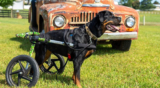 Dog Wheelchair FAQ | Walkin’ Wheels