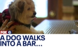 Elderly Dog Goes Missing; Owner Finds It At A Milwaukee Bar