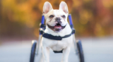 Empowering Your Pup: Helpful Tips for Using a Dog Wheelchair