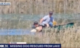 Family’s Relaxing Day At The Lake Turns Into A Rescue Mission After Spotting A Dog Trying To Stay Afloat