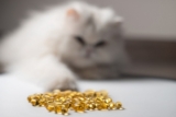 Fish Oil Benefits for Cats: Feeding Tips & Health Effects