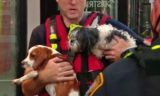 Flash Flood That Hit Washington DC Kills 10 Dogs At Dog Day Care