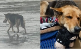 German Shepherd Clutching A Stuffed Toy Alone In The Rain Gets Rescued