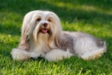 Havanese Lifespan: How Long Do They Live? Facts & FAQ