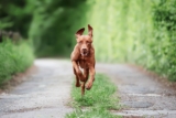 How Aggressive Are Vizslas? Tips, Temperament & FAQs