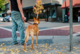 How Daily Dog Walks Boost Your Well-Being and Happiness – P.L.A.Y.