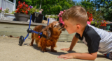 How Do I Know If a Dog Wheelchair is Right for Me?