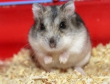 How Good Is a Hamster’s Eyesight? Vet-Verified Facts