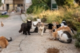 How Many Stray & Feral Cats Are There in the US? 2023 Facts