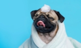 How Often Should You Bathe Your Pug? Care and Grooming Advice