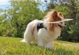 How To Help Your Blind Dog Adapt