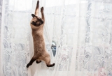 How To Stop Your Cat From Climbing The Curtains: 4 Possible Ways