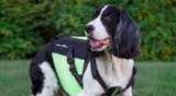 How to Choose the Right Dog Back Brace