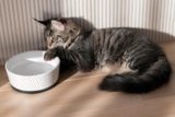 How to Get a Cat to Drink More Water: 12 Vet-Approved Tips