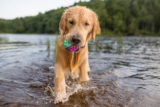 How to Keep Your Dog Cool and Safe This Summer – P.L.A.Y.