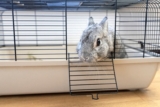 How to Set Up a Rabbits Cage: 6 Key Tips