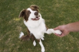 How to Teach a Dog to Shake in 5 Steps – Dogster