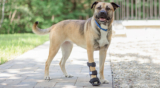 How to Tell If Your Dog’s Splint Fits