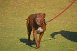 How to Train a Pitbull: 7 Expert Tips