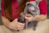 How to Trim a Cat’s Nails That Won’t Let You: 7 Vet Approved Steps