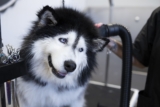 Husky Grooming Tips to Help Control Shedding – Dogster