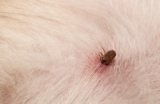 I Found a Dead Tick On My Cat: What Should I Do? (Vet Answer)